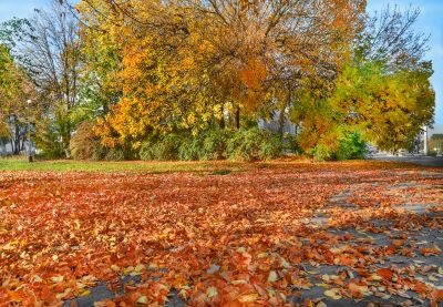 Mulched Leaves on Lawn